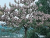 Paulownia tomentosa 